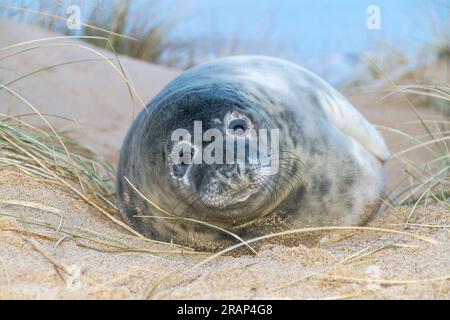 Foca grigia, Hlichoerus grypus, cucciolo singolo situato sulla spiaggia sabbiosa, Horsey, Norfolk, Regno Unito Foto Stock