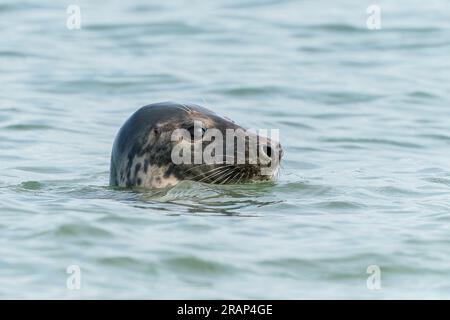 Foca grigia, Halichoerus grypus, primo piano della testa di un maschio adulto che nuota in mare, Waxham, Norfolk, Regno Unito Foto Stock