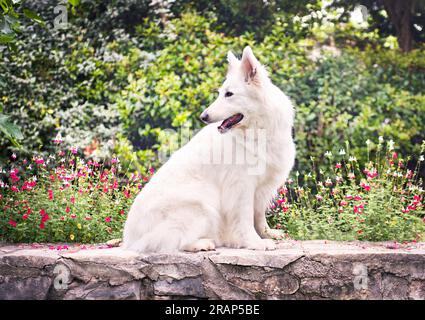 Cane Pastore Svizzero bianco in un giardino in primavera Foto Stock