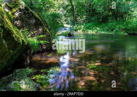 Flusso nella foresta verde Foto Stock