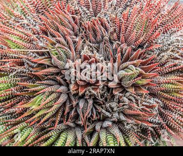 Haworthia Succulent Plant. La pianta può essere naturalmente rossa, ma spesso può essere dovuta a stress, sovra-irrigazione, sottoraffondamento, stress solare, drenaggio, ecc. Foto Stock