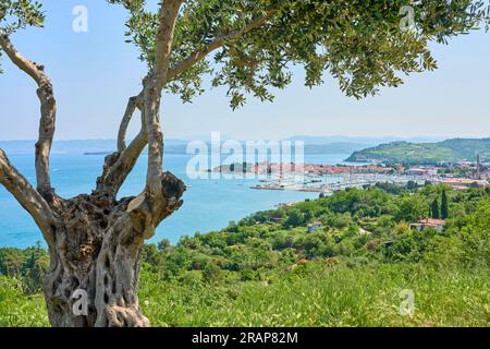 Pittoresco villaggio di Izola sulla costa adriatica della Slovenia, Europa Foto Stock