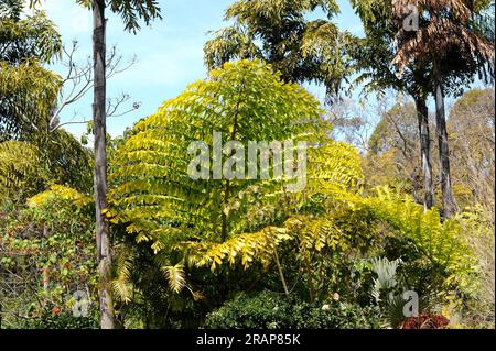 La palma a coda di pesce (Caryota mitis) è originaria dell'Asia sudorientale. Avere foglie molto grandi (più 3 m). Angiospermi. Arecaceae. Foto Stock