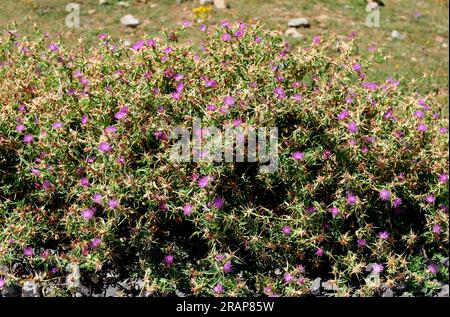 La stella rossa-tistola o starthistle viola (Centaurea calcitrapa) è una pianta annuale o biennale originaria dell'Europa. Angiospermi. Asteraceae. Questa foto è stata Foto Stock