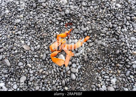 Alghe arancio bagnate su una spiaggia di ciottoli neri di Djupalonssandur in Islanda Foto Stock