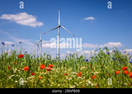 Lichtenau, Renania settentrionale-Vestfalia, Germania - Parco eolico nel paesaggio agricolo, davanti a strisce fiorite su campi di grano, papaveri, fiori di mais e c Foto Stock