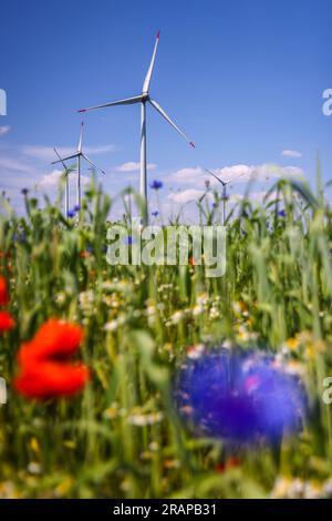 Lichtenau, Renania settentrionale-Vestfalia, Germania - Parco eolico nel paesaggio agricolo, davanti a strisce fiorite su campi di grano, papaveri, fiori di mais e c Foto Stock