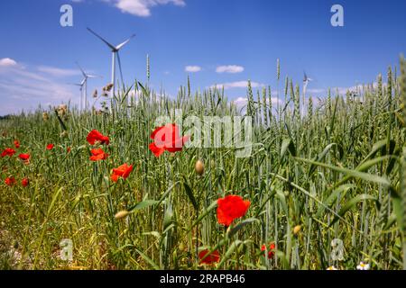 Lichtenau, Renania settentrionale-Vestfalia, Germania - strisce di fiori su un campo di grano, papaveri, un parco eolico con turbine eoliche sul retro. Foto Stock