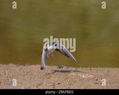 House martin, Delichon urbicum, single bird Collection mud, Warwickshire, giugno 2023 Foto Stock