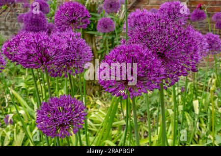 Primo piano dei fiori viola allium hollandicum alliums fioriti in un giardino fiorito in estate Inghilterra Regno Unito Gran Bretagna Foto Stock