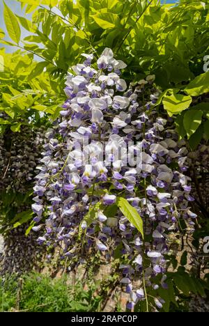 Primo piano dei fiori di glicine giapponesi viola e bianco che fiorono in primavera Inghilterra Regno Unito Gran Bretagna Foto Stock