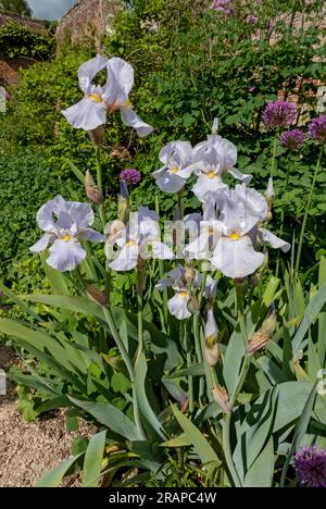 Primo piano di Iris barbuti fiori fioriti in un confine giardino in estate Inghilterra Regno Unito Gran Bretagna Foto Stock