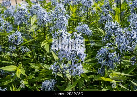 Primo piano dei fiori di piante Bluestar orientali (Amsonia tabernaemontana) fiori blu fioriti nel giardino in estate Inghilterra Regno Unito Gran Bretagna Foto Stock