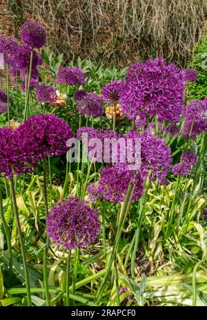 Primo piano dei fiori viola allium hollandicum alliums fioriti in un giardino fiorito in estate Inghilterra Regno Unito Gran Bretagna Foto Stock