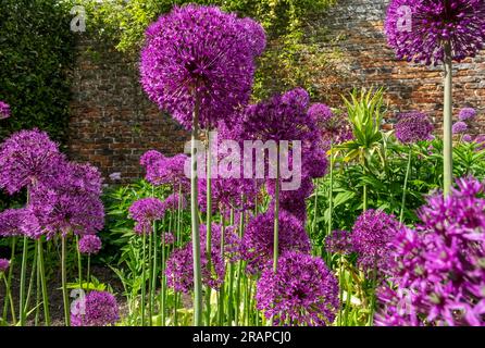 Primo piano dei fiori viola allium hollandicum alliums fioriti in un giardino fiorito in estate Inghilterra Regno Unito Gran Bretagna Foto Stock