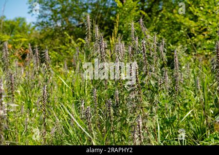 Leonurus cardiaca, noto come mostarda. Cresce in natura Foto Stock