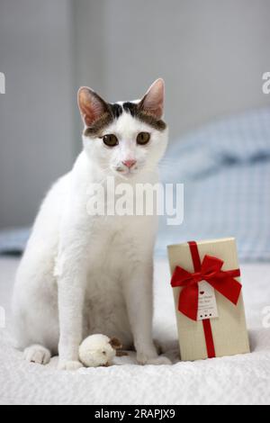 Varie espressioni e pose di gatto Bobtail giapponese con una confezione regalo sul letto Foto Stock