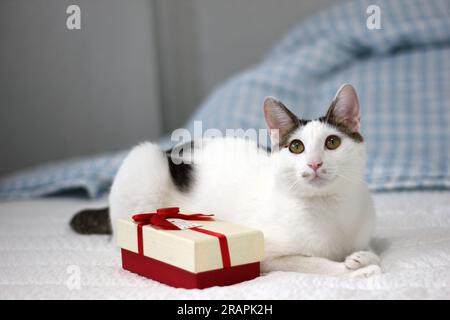 Varie espressioni e pose di gatto Bobtail giapponese con una confezione regalo sul letto Foto Stock