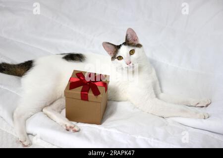 Varie espressioni e pose di gatto Bobtail giapponese con una confezione regalo sul letto Foto Stock