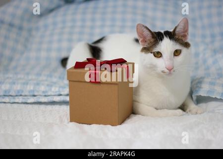 Varie espressioni e pose di gatto Bobtail giapponese con una confezione regalo sul letto Foto Stock