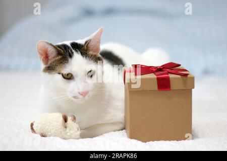 Varie espressioni e pose di gatto Bobtail giapponese con una confezione regalo sul letto Foto Stock