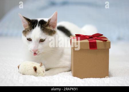Varie espressioni e pose di gatto Bobtail giapponese con una confezione regalo sul letto Foto Stock