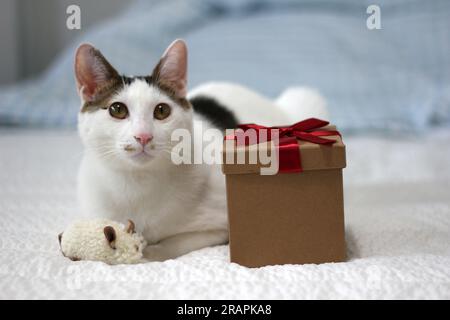 Varie espressioni e pose di gatto Bobtail giapponese con una confezione regalo sul letto Foto Stock