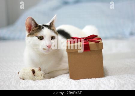 Varie espressioni e pose di gatto Bobtail giapponese con una confezione regalo sul letto Foto Stock