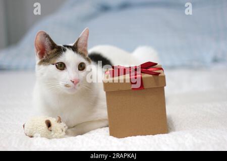 Varie espressioni e pose di gatto Bobtail giapponese con una confezione regalo sul letto Foto Stock