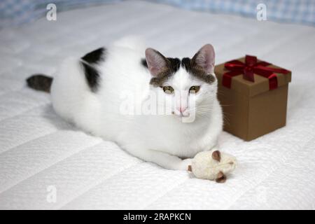 Varie espressioni e pose di gatto Bobtail giapponese con una confezione regalo sul letto Foto Stock
