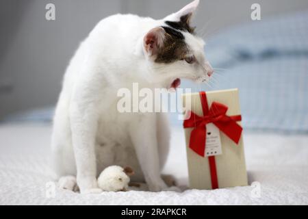 Varie espressioni e pose di gatto Bobtail giapponese con una confezione regalo sul letto Foto Stock