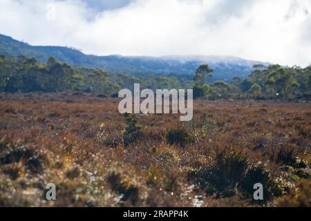 foresta australiana negli altopiani con piante autoctone in primavera Foto Stock