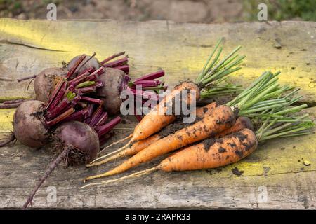 barbabietole e carote giovani, sporche e fresche su una tavola. Sfondo sfocato. Foto Stock