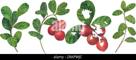Illustrazione vettoriale di lingonberry rosso. Set di Cranberry. Illustrazione di piante selvatiche forestali. Oggetti isolati su sfondo bianco per l'imballaggio Illustrazione Vettoriale