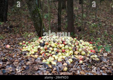 Impilare con mele danneggiate. Giardino e spreco di cibo, compost. Mucchio di mele marcio sul terreno in natura che decompone le mele nella foresta Foto Stock