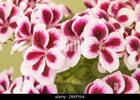 Pelargonium grandiflorum, Royal "Purple Picotee" Foto Stock