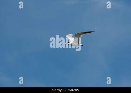 Caspian Tern, Hydroprogne caspia, che si innalza alla luce del sole nel cielo blu sul rifugio delle paludi di Wood River in Oregon. Foto Stock