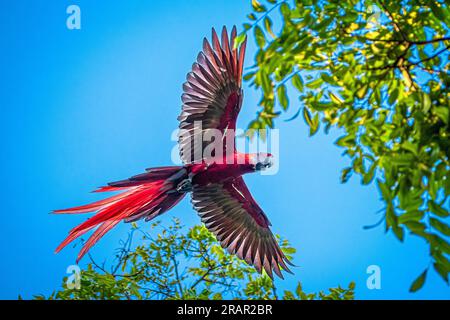 Macaw scarlatto in volo con colori vivaci e immagini ad ali aperte scattate dal basso Foto Stock