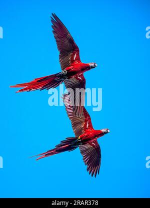 Un paio di pappagalli scarlatti in volo Foto Stock