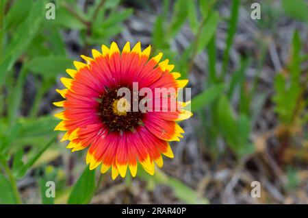 Coperta indiana, Gaillardia pulchella Foto Stock