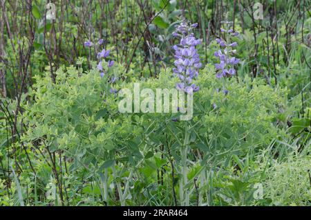 Blue Indigo, Baptisia australis Foto Stock