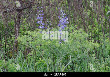 Blue Indigo, Baptisia australis Foto Stock