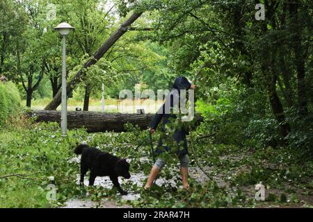 Una persona del posto cammina il suo cane davanti a un albero caduto durante i forti venti della tempesta Poly al Rembrandt Park il 5 luglio 2023 ad Amsterdam, Paesi Bassi. Una donna ad Haarlem fuori Amsterdam è morta in ospedale per le ferite riportate dopo che un albero è caduto sulla sua auto, l'aeroporto di Schiphol ha cancellato tutti i voli durante la mattina, diversi alberi sono caduti. La tempesta Polly ha attraversato i Paesi Bassi con raffiche di vento fino a 146 km/h (foto di Paulo Amorim/Sipa USA) Foto Stock