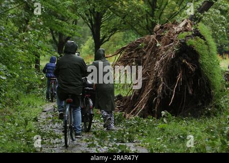 La gente del posto cammina spinge le biciclette davanti a un albero caduto durante i forti venti della tempesta Poly al Rembrandt Park il 5 luglio 2023 ad Amsterdam, Paesi Bassi. Una donna ad Haarlem fuori Amsterdam è morta in ospedale per le ferite riportate dopo che un albero è caduto sulla sua auto, l'aeroporto di Schiphol ha cancellato tutti i voli durante la mattina, diversi alberi sono caduti. La tempesta Polly ha attraversato i Paesi Bassi con raffiche di vento fino a 146 km/h (foto di Paulo Amorim/Sipa USA) Foto Stock