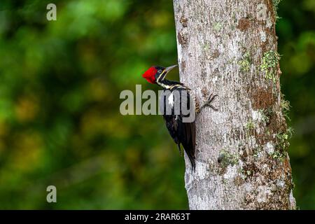 Woodpecker lineare su un'immagine ad albero scattata a Panama Foto Stock