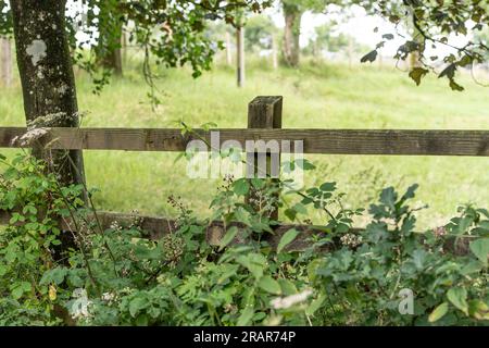 Vecchia recinzione in legno nella campagna del Devon Foto Stock