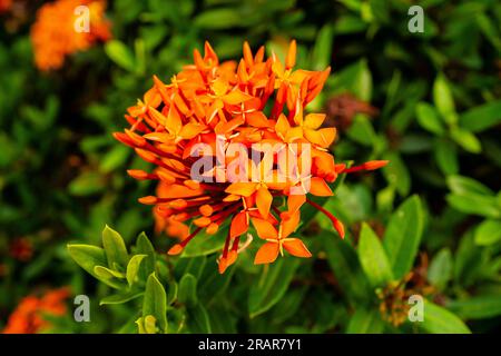 Bellissimi fiori rossi di Ixora nel giardino tropicale. Foto Stock