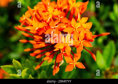 Bellissimi fiori rossi di Ixora nel giardino tropicale. Foto Stock