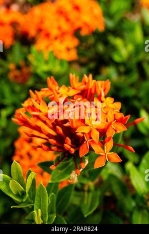 Bellissimi fiori rossi di Ixora nel giardino tropicale. Foto Stock