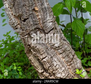 Foto orizzontale ravvicinata della corteccia di una quercia da sughero. Foto Stock